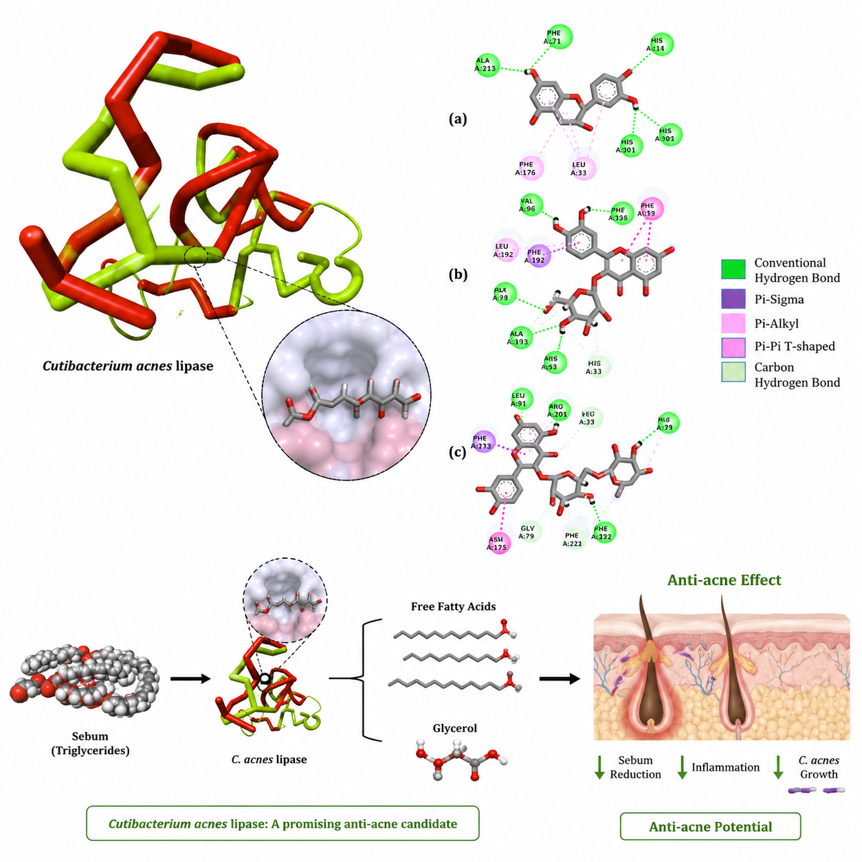 Cutibacterium acnes lipase as anti-acne candidates 